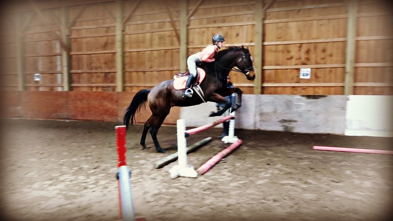 IS THIS GABBYS NEW HORSE?  TRYING AN OTTB! day 324 (11/27/19)