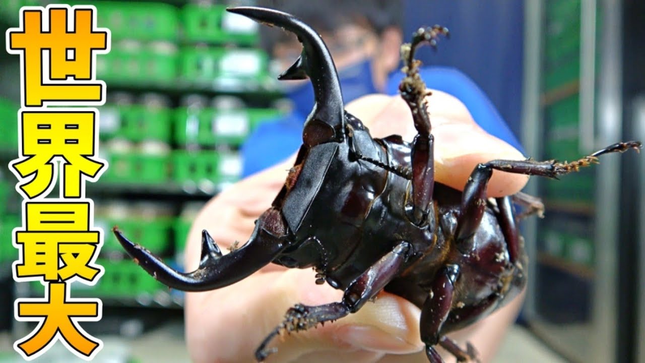 10センチに迫る大きさになるインドのオオクワガタが大量に羽化してきました