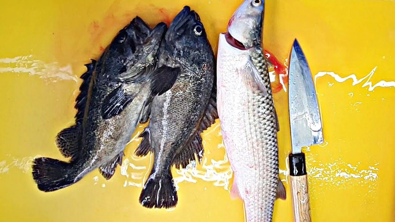 Рыбная отделка, Рокфиш, кефаль, филе сырой рыбы, Live Fish TV