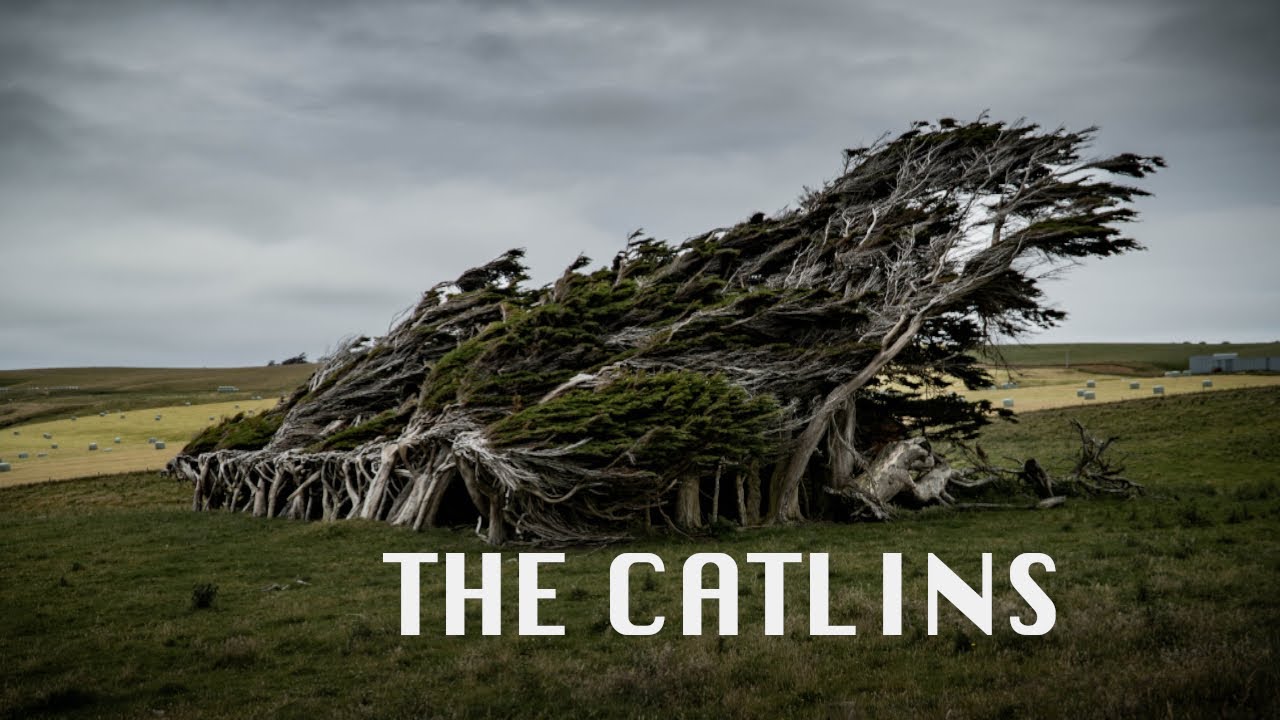 THE CATLINS i 180 000 000-LETNI LAS