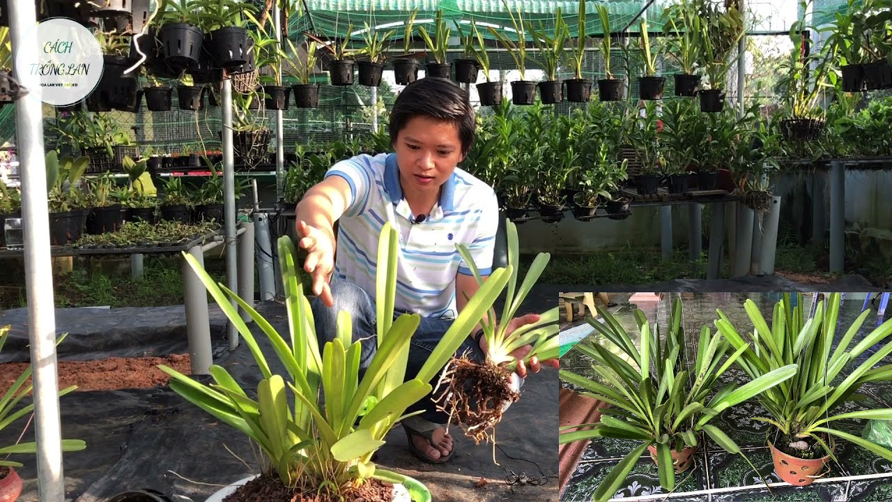 Cách trồng và chăm sóc hoa lan kiếm