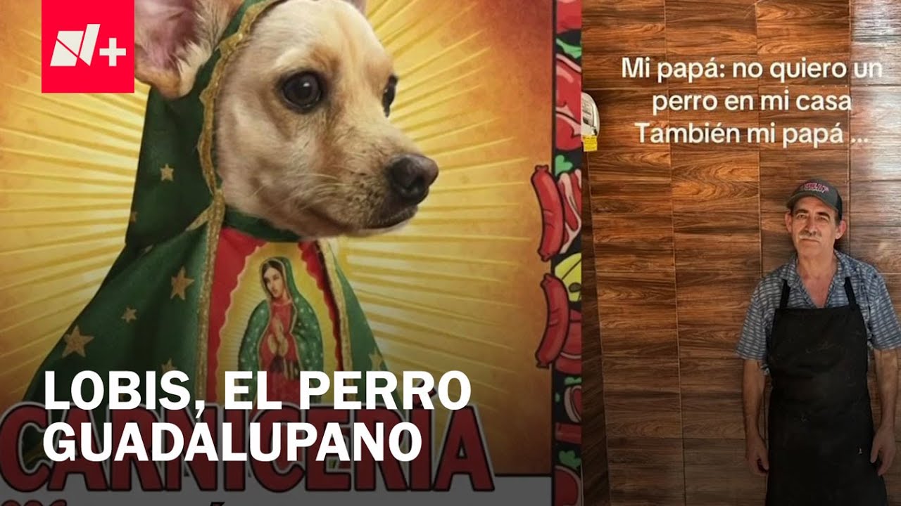 Lobis, el perro guadalupano que se viralizó por ser la imagen de calendario - Despierta