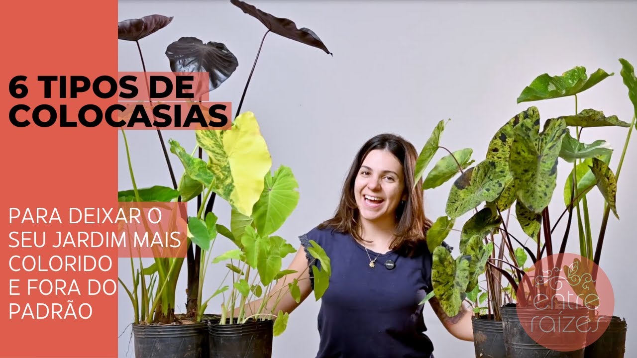 6 tipos de Colocasias para o seu jardim.