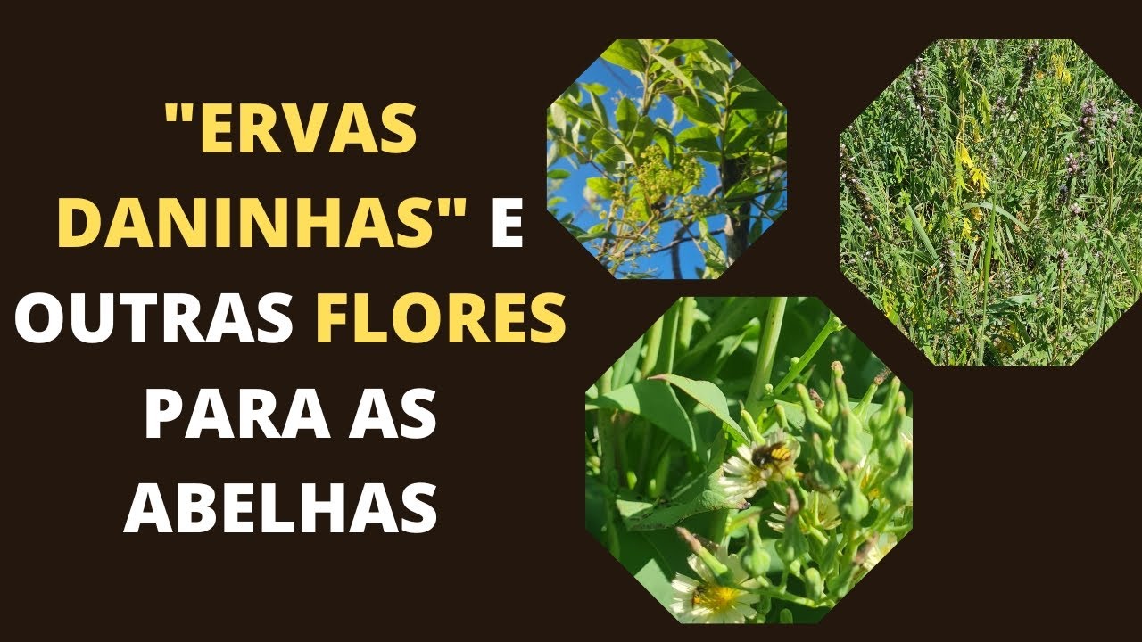 PLANTAS ESPONTÂNEAS PARA ABELHAS NATIVAS
