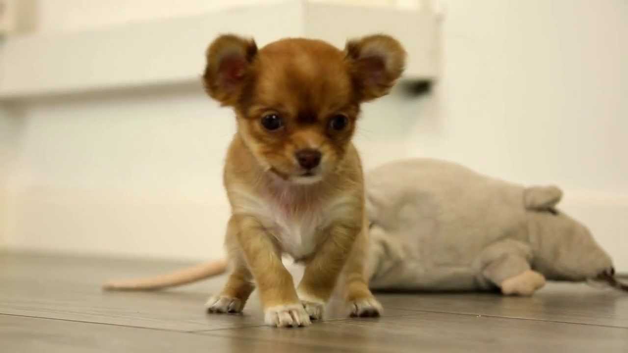 Unsere Chihuahua Welpen am spielen ...
