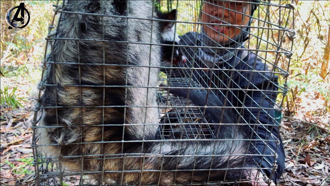 #88 Bẫy Chồn Bỏ 5 Ngày Không Ngờ Vào Chồn Hương Tại Rừng Traps for Ferrets in the Cambodian Forest