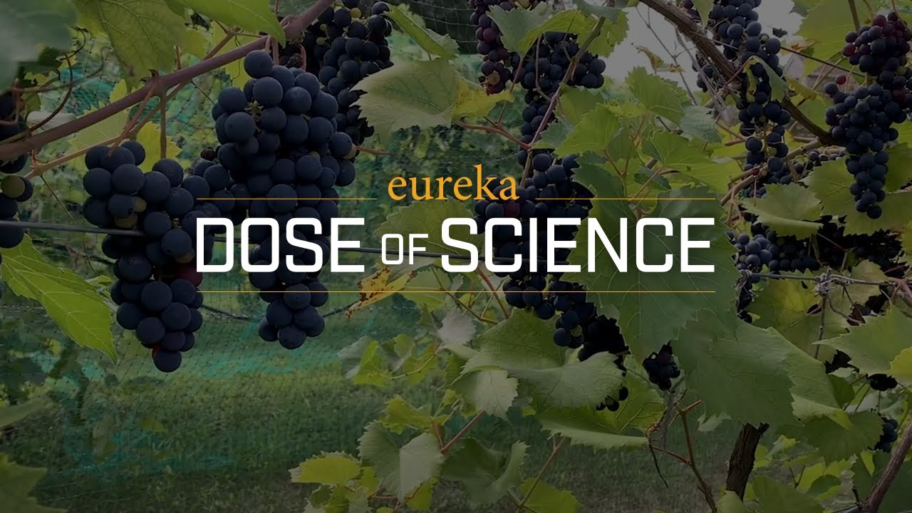 Dose of Science: Microbiology in a Wine Bottle