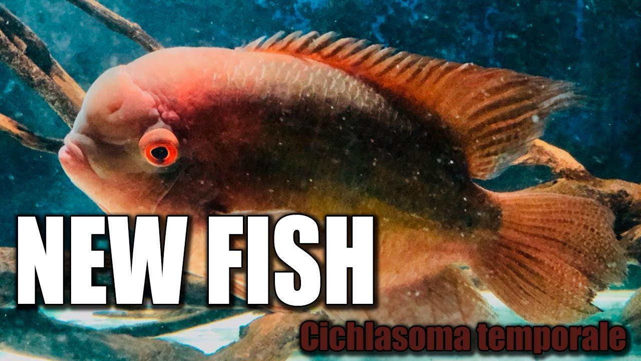 Цихлазома винная она же бражник. Cichlasoma temporale.