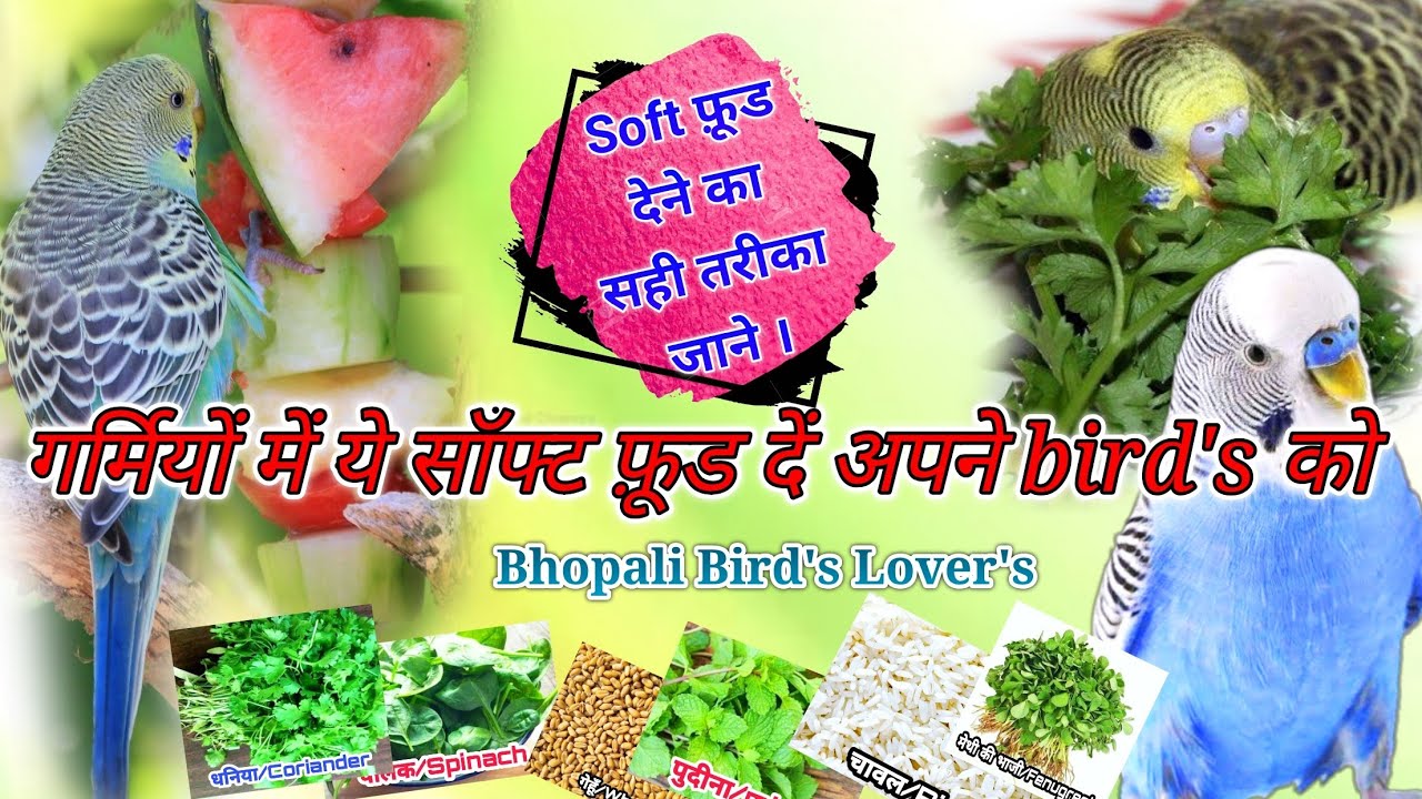Budgie's best soft food for summer // गर्मी में ये जरूर दें birds को #bhopalibirdslovers