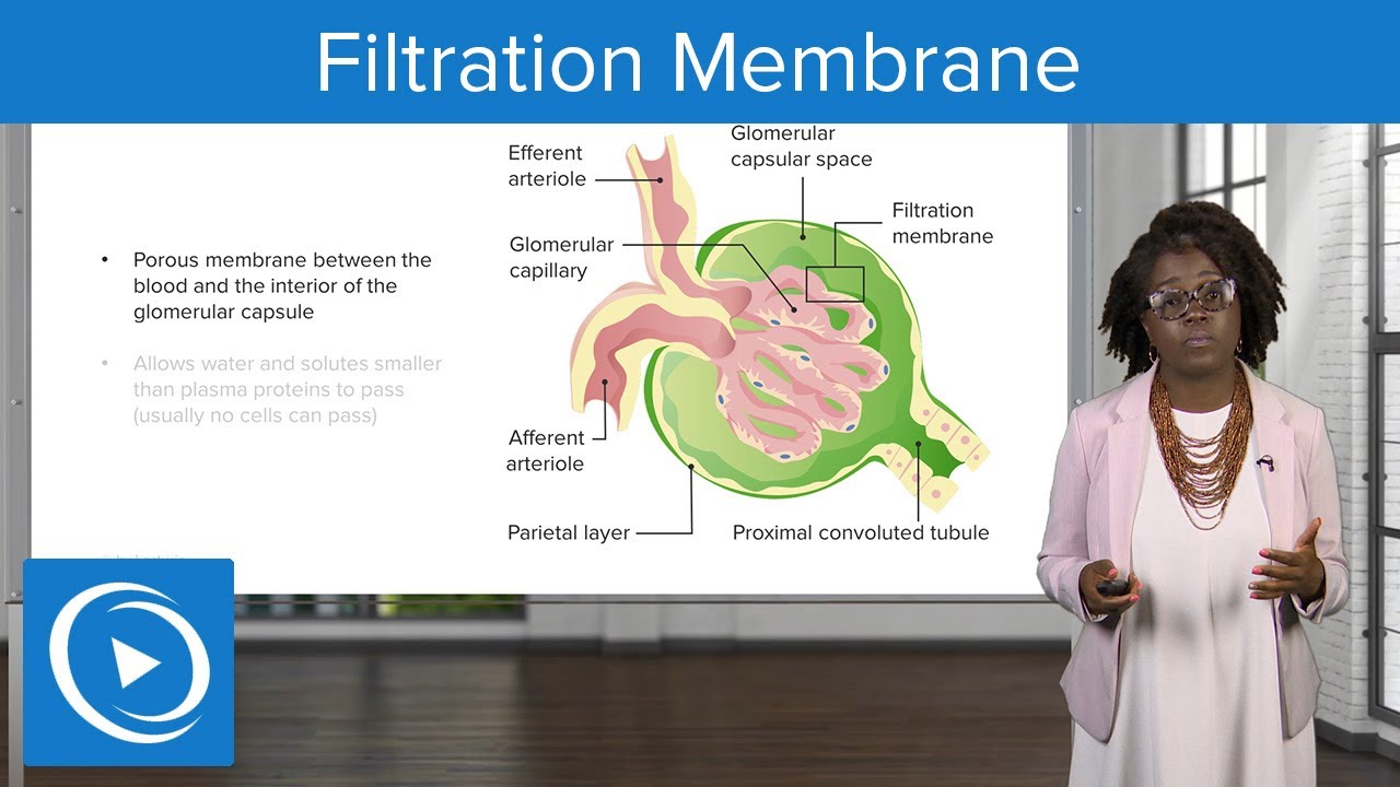 Filtration Membrane – Physiology | Lecturio Nursing