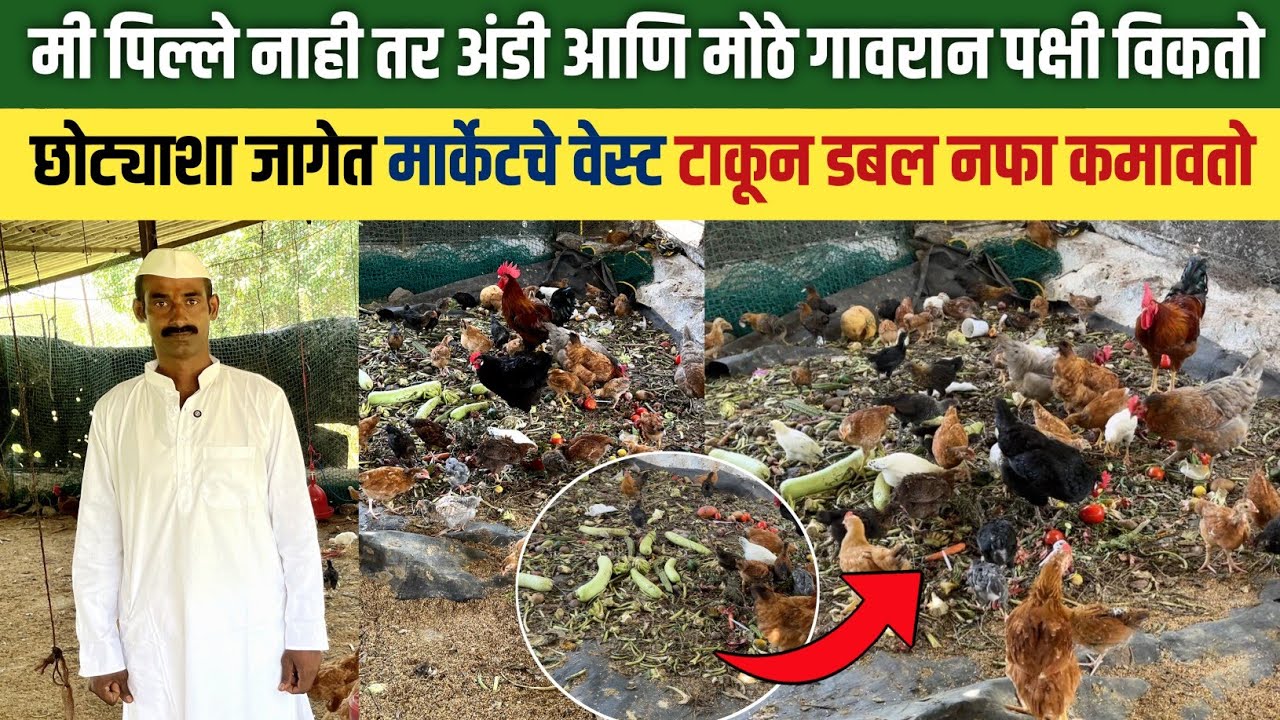 छोट्याशा जागेत गावरान कोंबडी पालन करून डबल नफा | Gavran kombdi palan | Farming Babaji 