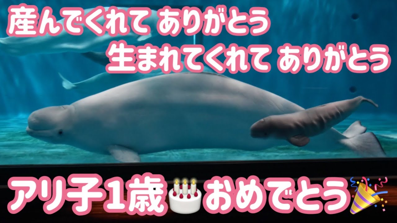 【人工保育のシロイルカ０→１歳】アーリャに届け！アリ子が無事に１歳のお誕生日を迎えましたよー！【しまね海洋館アクアス】