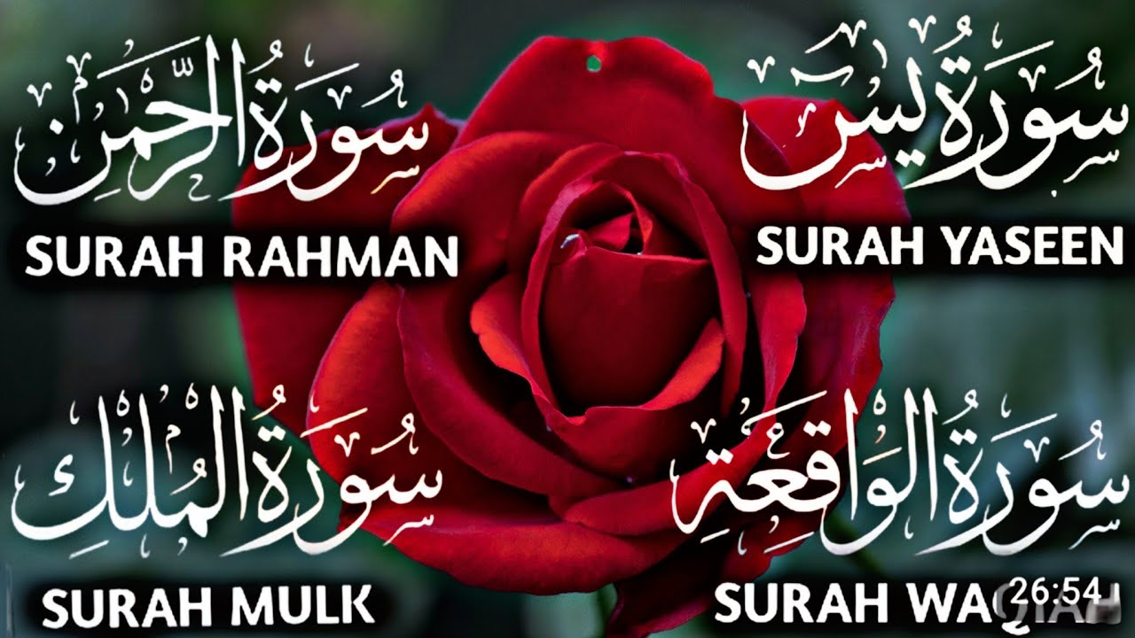 Surah Yasin ❤️ Surah Rahman , Surah Waqiah , Surah Mulk | Ep 135,یس#surahyaseen