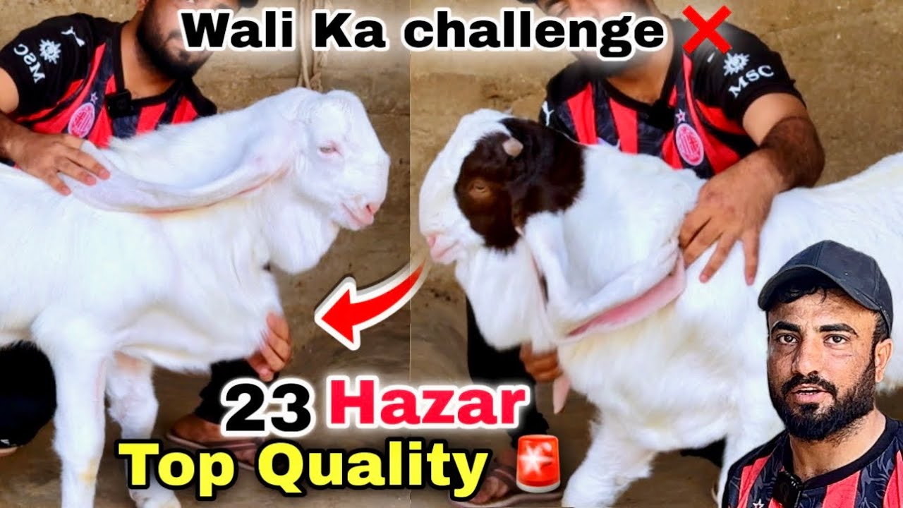 Wali Kareem Goat Farm Top Quality Qurbani Ka Bakra & 2027 Ka Bakra🍀Sindhi Hotel Bakra Mandi Se Sasti