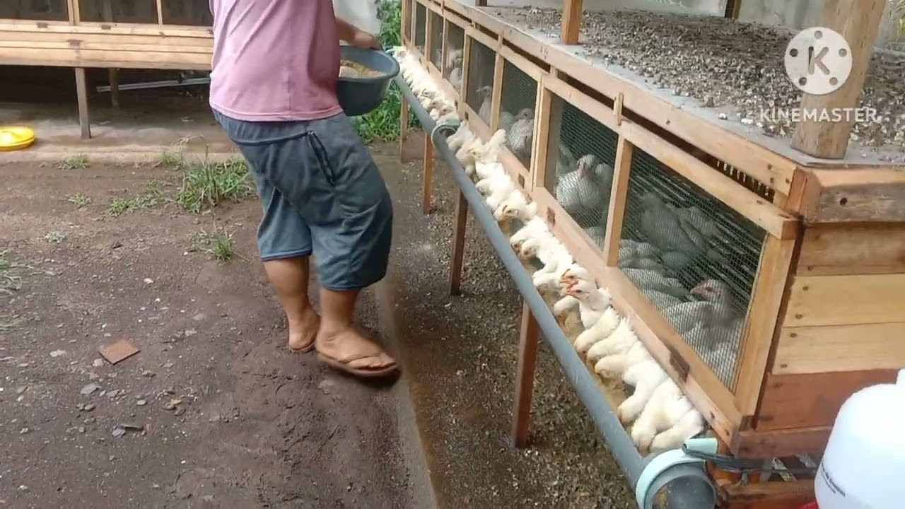 review lengkap pembahasan kandang minimalis untuk Doc ..sampai panen ..di tengah kota ..