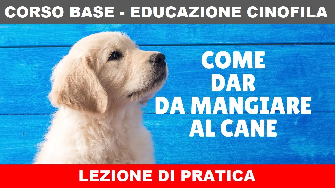Come dar da mangiare al cane