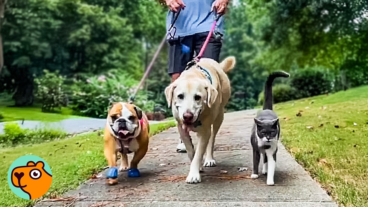 Random Cat Joins Dogs on Walk, Owners Can’t Believe It | Cuddle Buddies