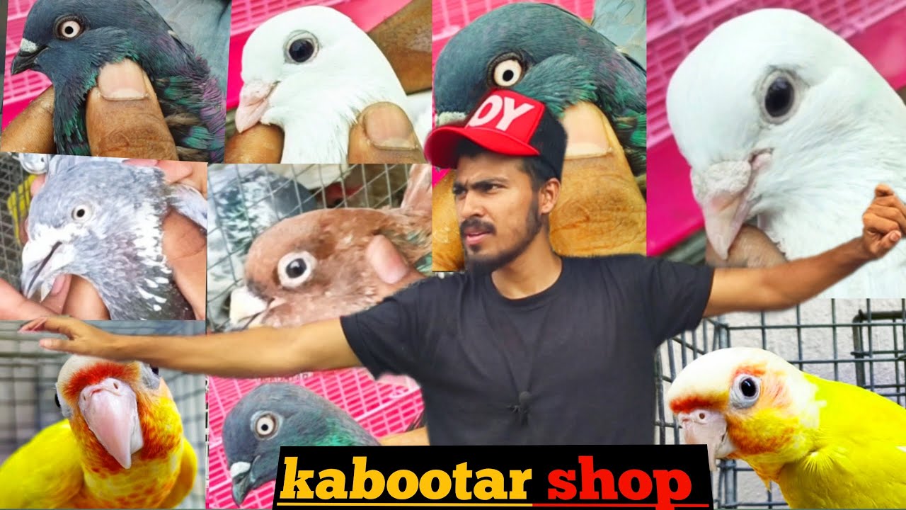 Asansol kabootar shop/Asansol bird shop/Asansol parrot shop/asansol high flying pigeon
