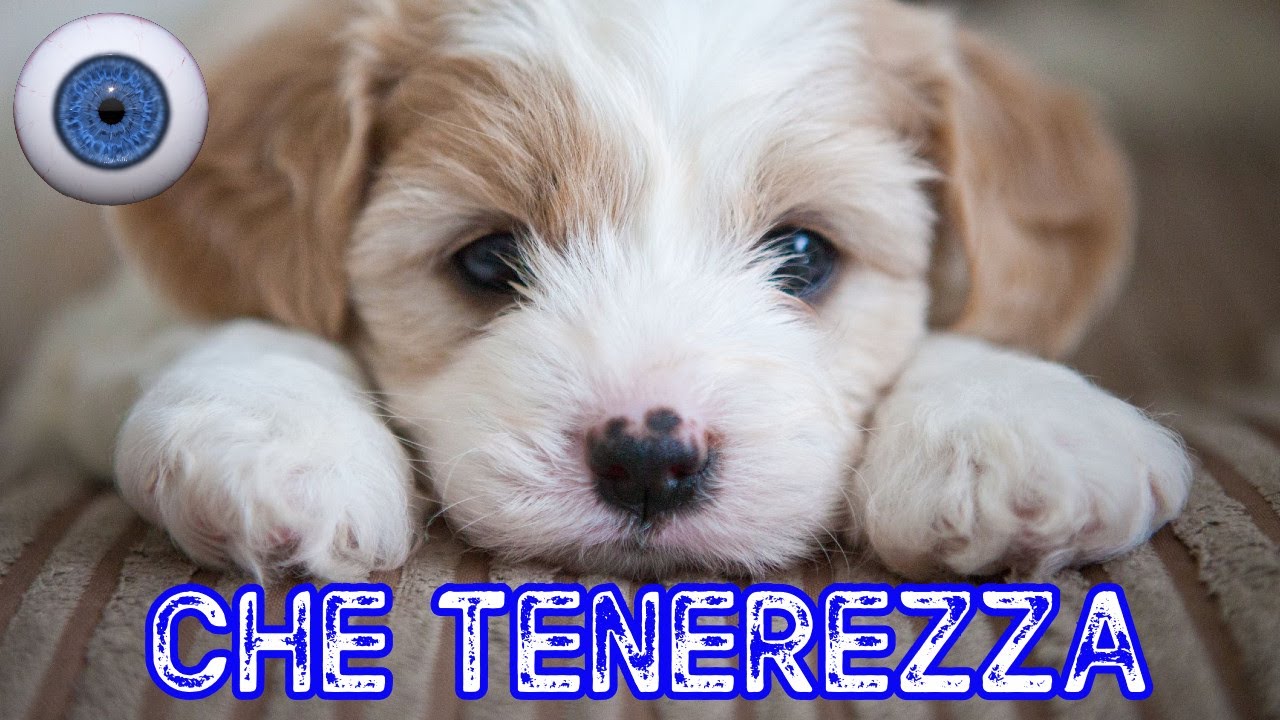CUCCIOLI DI CANE SIMPATICI E DIVERTENTI - Impossibile resistere