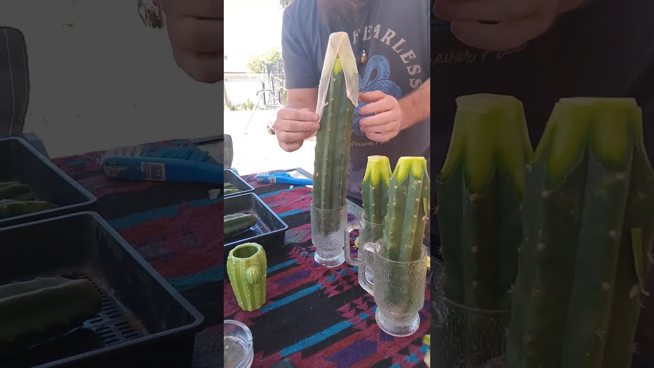 Graft Session.Grafting n Proppin a Pure scop x scop variagate +Teaching the younguns #cactus 