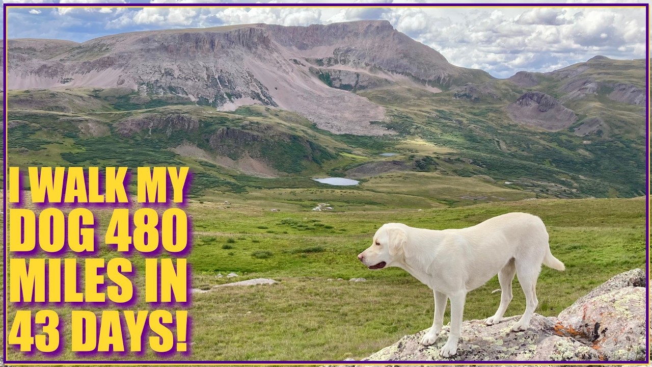 I walk my dog 480 miles in 43 days