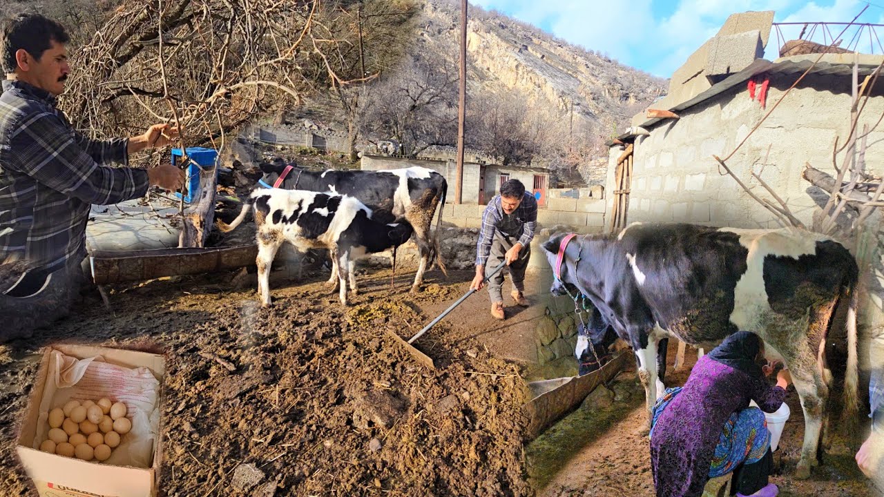 Nomadic Life in Iran: Milking Cows, Cleaning the Barn, and Pruning Grape Vines