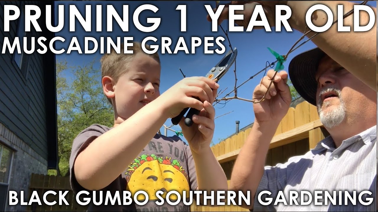 Pruning Our One Year Old Muscadine Vines || Black Gumbo