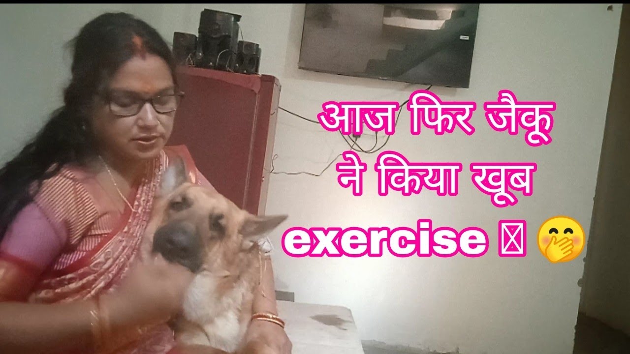 Jack the Gsd is live video, jack exercise  video 🥰🥰#anantrastogidog#memohinidogexercise#jackthegsd