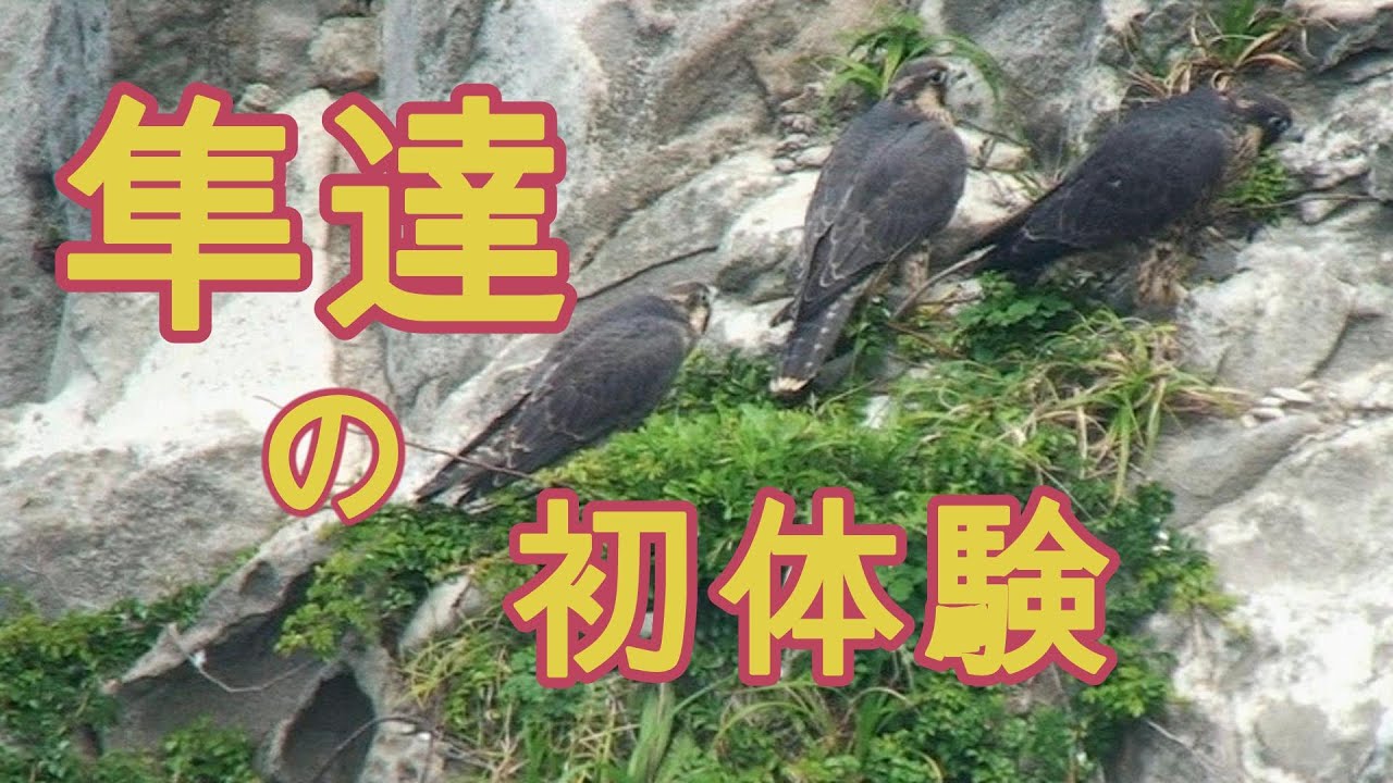 Young birds' first experience『隼・幼鳥達の初体験』