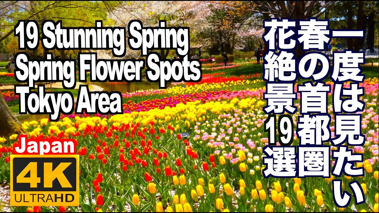春の花畑で癒やされる！一度は見たい首都圏の花絶景18選　花の名所へは東京から日帰りで行けます。あしかがフラワーパーク ひたち海浜公園  昭和記念公園  富士芝桜祭り 京成バラ園 チューリップ バラ