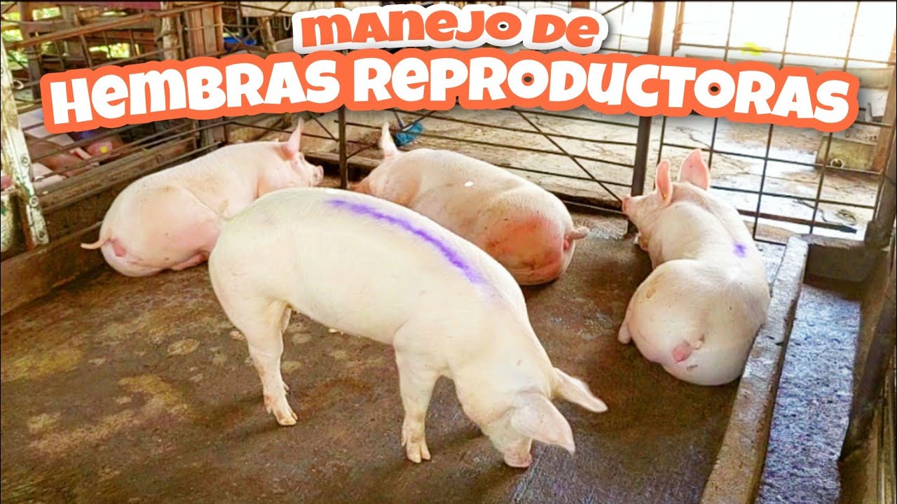 Así preparo a mis CERDAS para la REPRODUCCION 🐷🌼 Todo lo que debes saber!