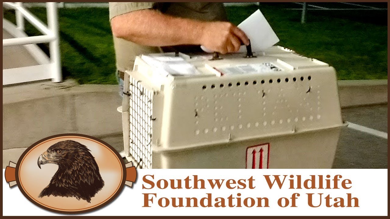 Have Birds Will Travel | Wildlife Ambassadors