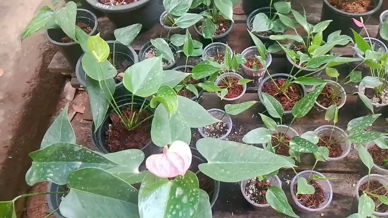 අඩුවට වටිනා පැකේජ් 02ක් ම ගෙනාවා 🥰🥰🥰