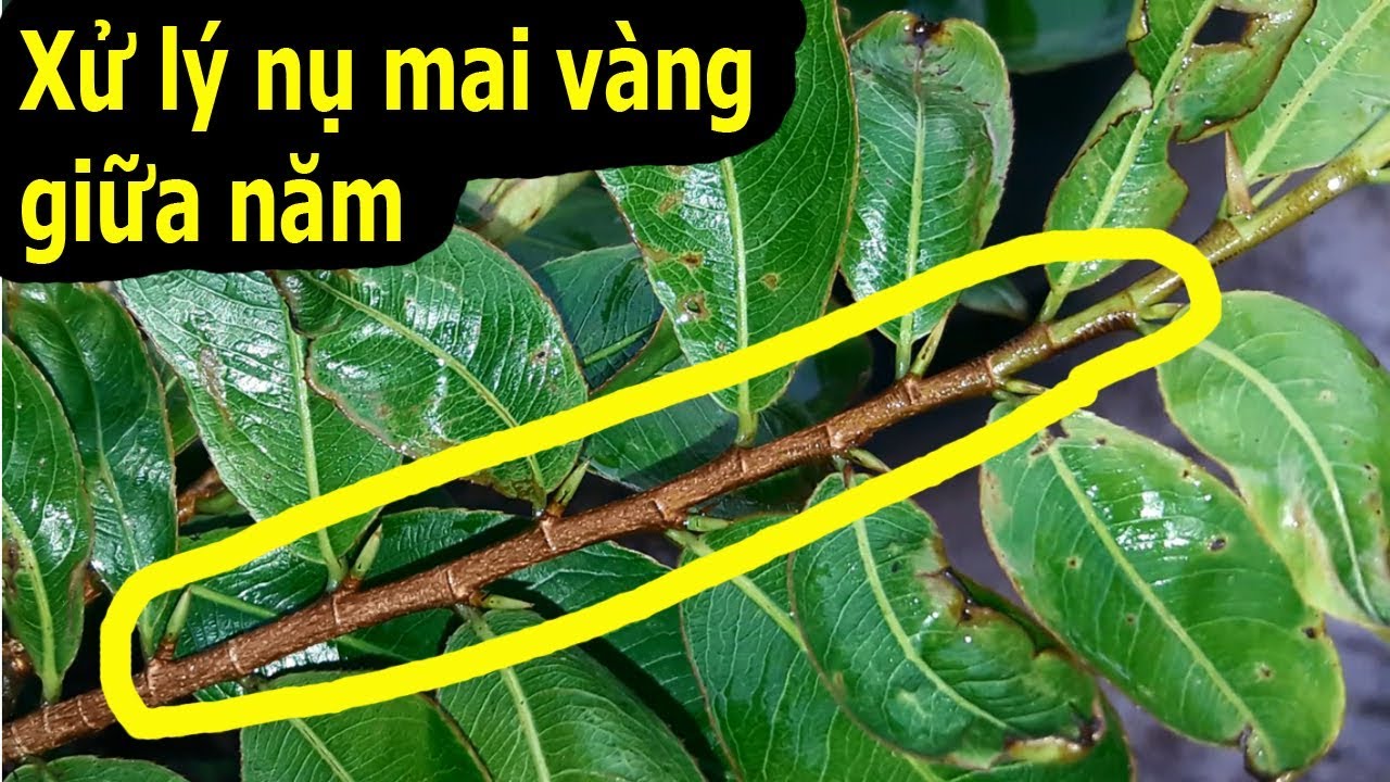 Bón phân tạo nụ cho mai vàng giữa năm