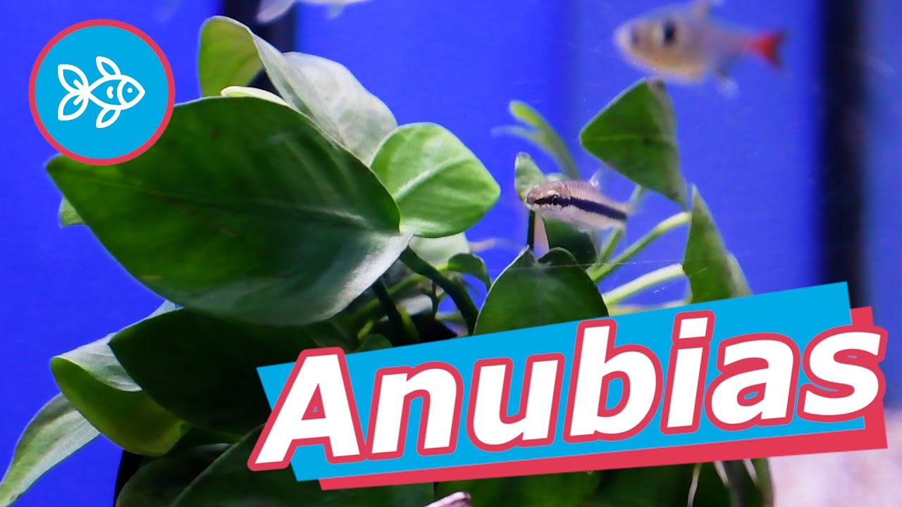 ANUBIAS · Plantas FÁCILES para ACUARIO plantado🌱