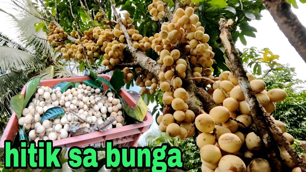 Siksikan sa Sanga sa subrang dami ng bunga
