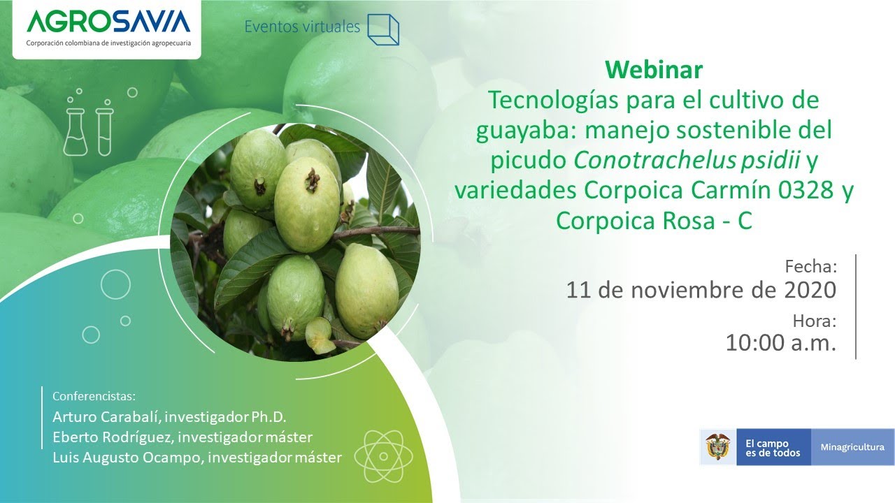 Tecnologías para el cultivo de guayaba: manejo sostenible del picudo Conotrachelus psidiie
