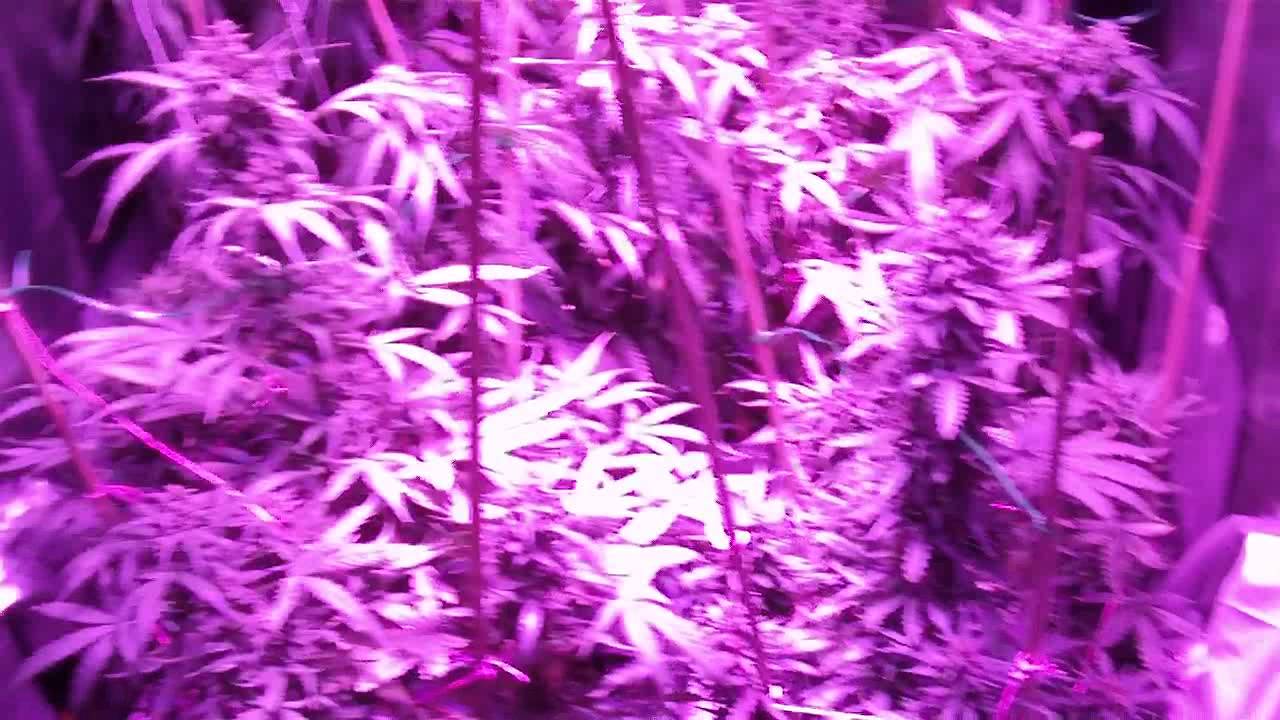 AUTO GROW SEASON 1 ( 82 days & 75 days on thc bomb )