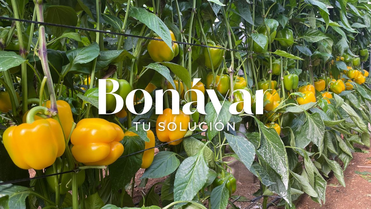 Bonáyar, tu solución! | Pimiento california amarillo