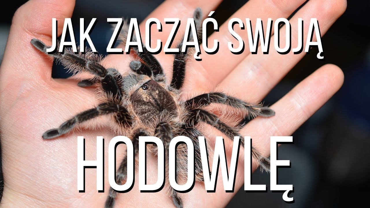 JAK zacząć hodowlę pająka PTASZNIKA? WSZYSTKO co musisz wiedzieć! Poradnik.