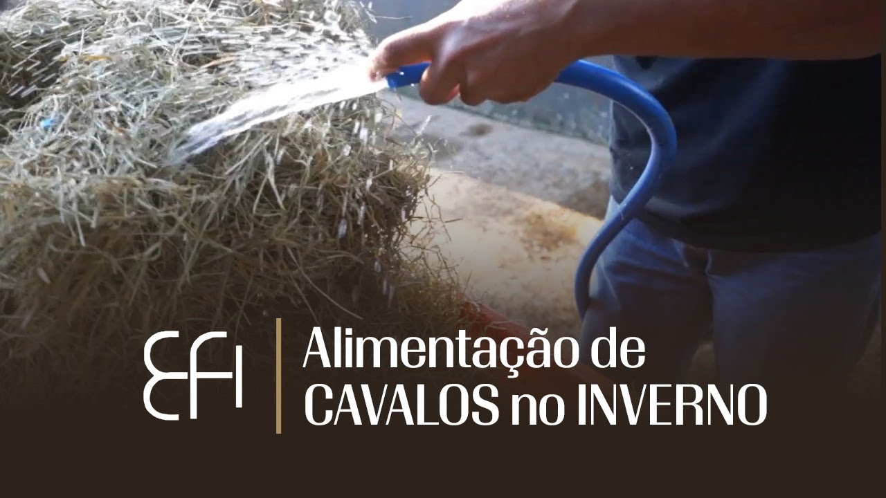 Cuidados com a alimentação dos cavalos no inverno