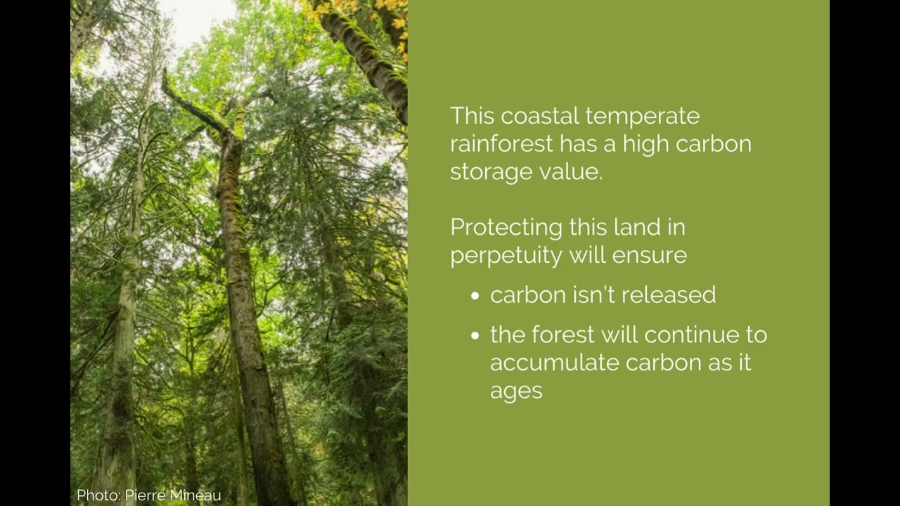 Creekside Rainforest Conservation Project Slideshow