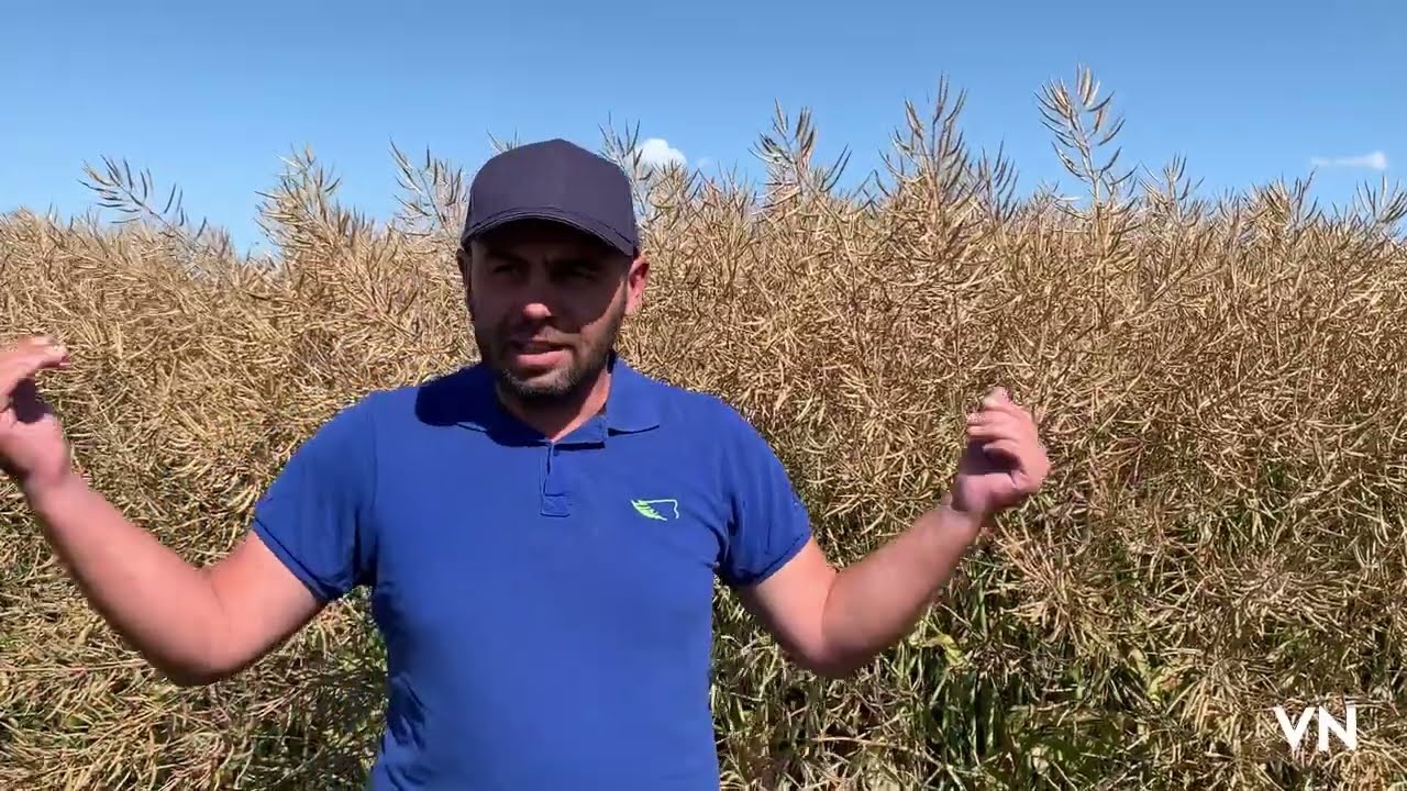 Как это было. Итоги озимый рапс 2023