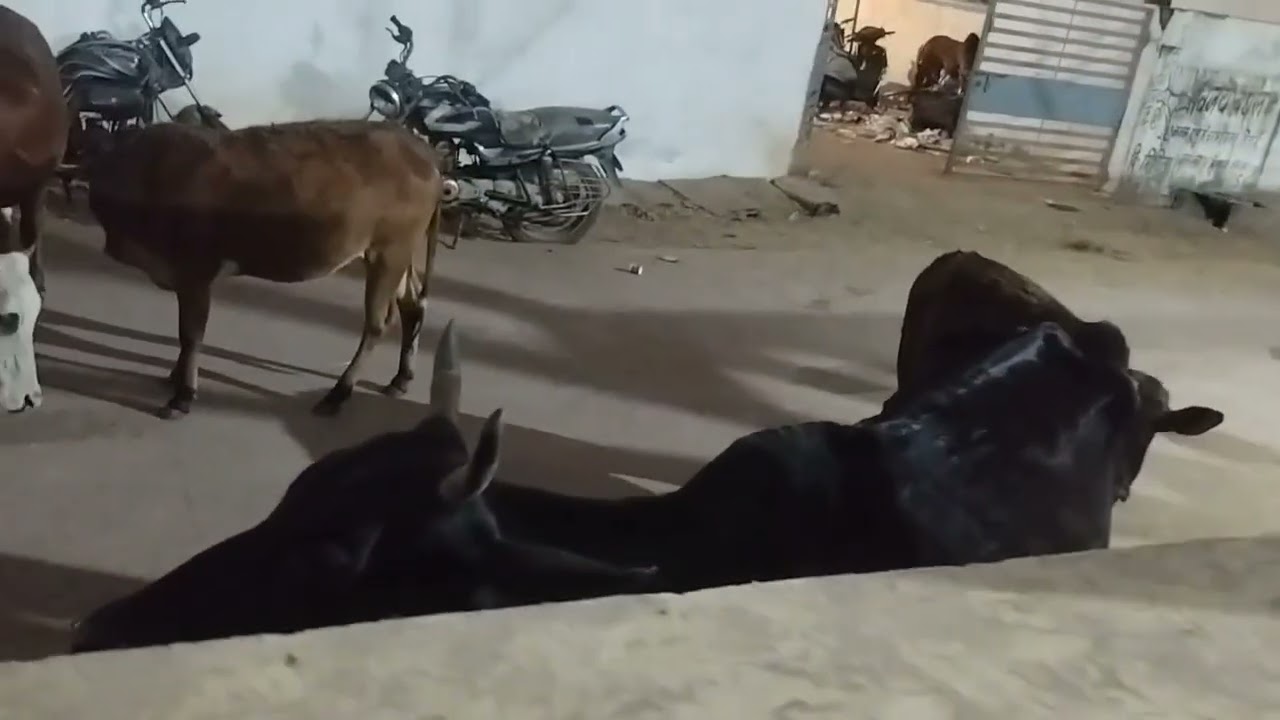 गाय सेवा सबसे बड़ी सेवा।