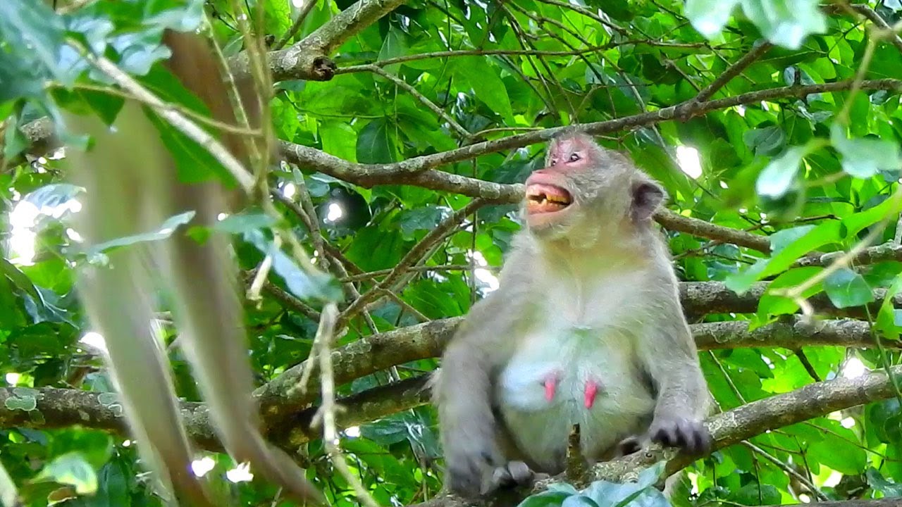 Jane Monkey Great Smile Hope REX Monkey Giving Her