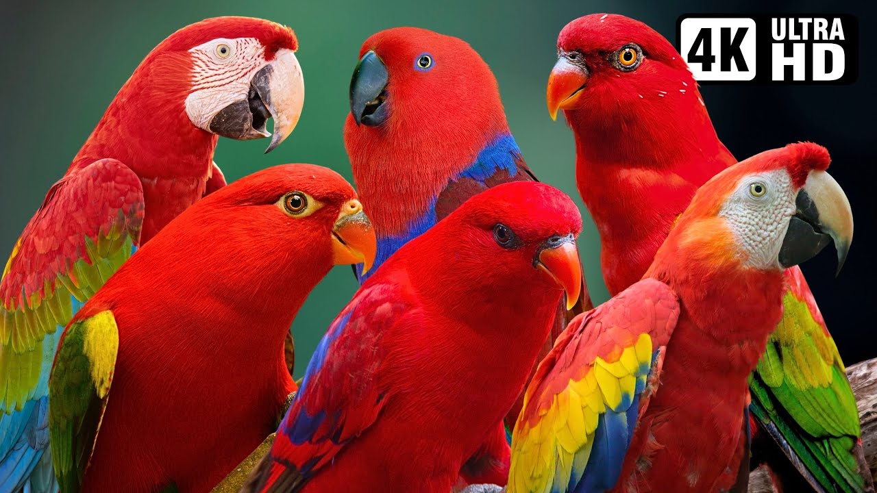 MOST BEAUTIFUL RED PARROTS ON EARTH | BREATHTAKING NATURE | AMAZING BIRD SOUNDS | STRESS RELIEF