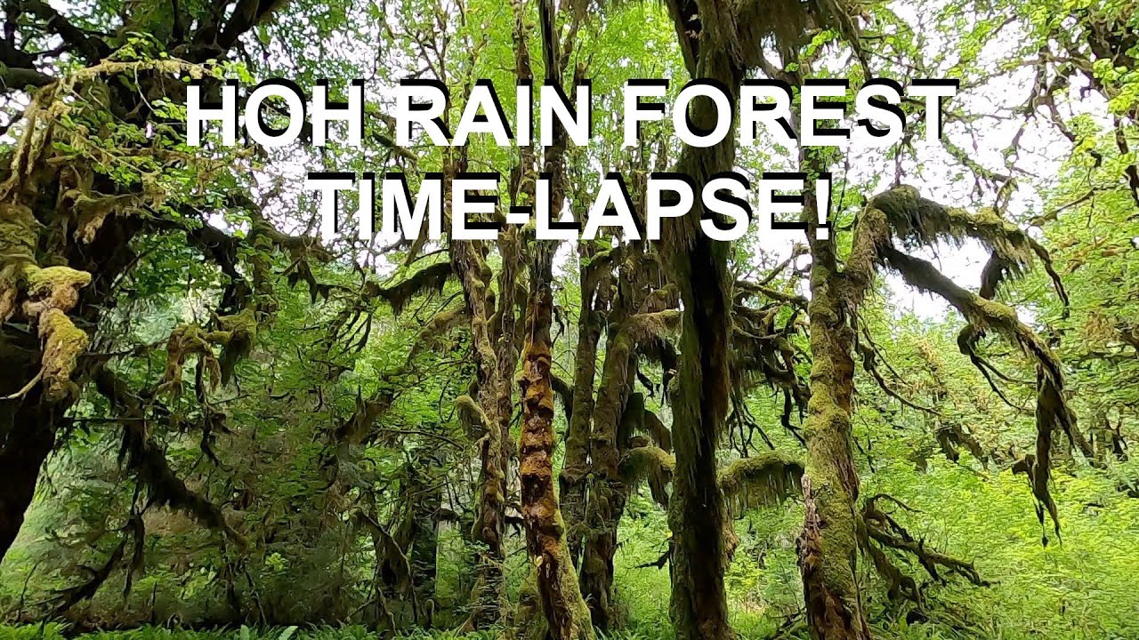 Time-Lapse through the Hoh Rain Forest!