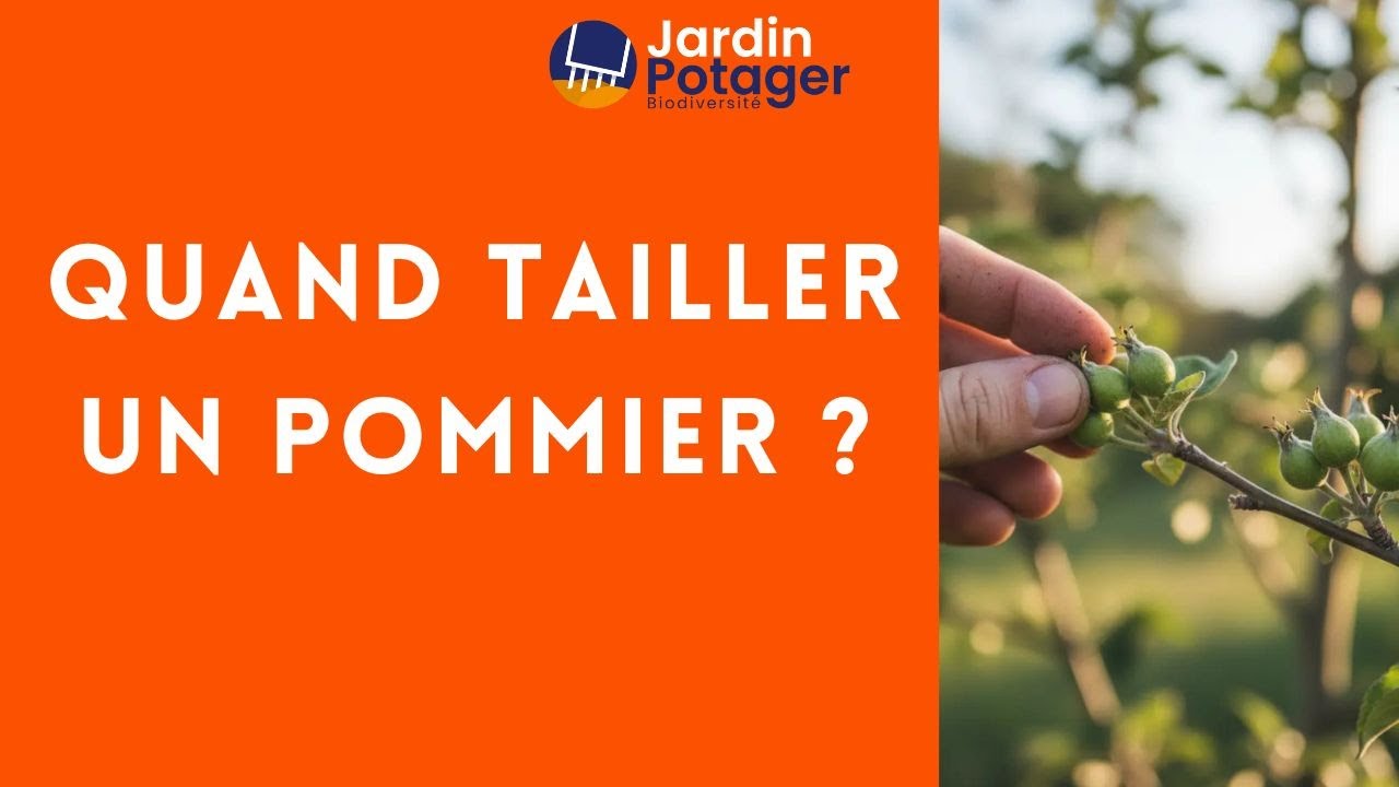 Quand TAILLER un pommier ? Le guide simple pour une taille réussie