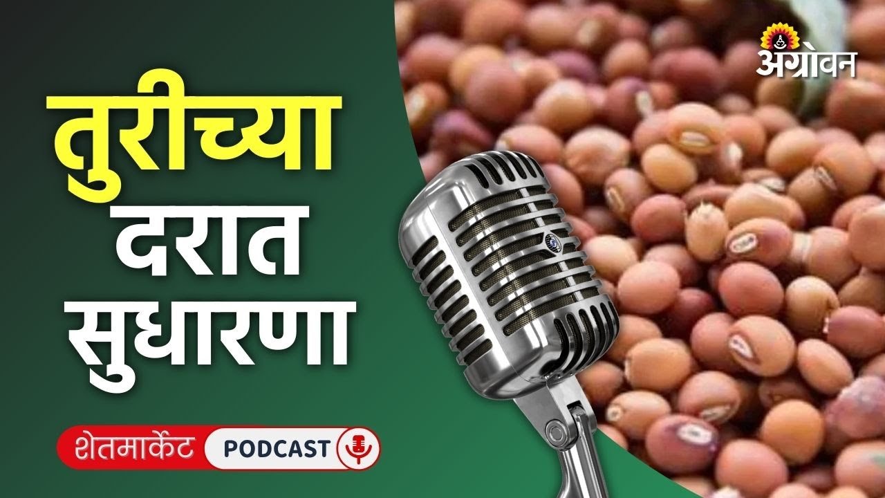 Cotton, Soybean Rate: सोयाबीन बाजार, कापूस दर, मका भाव, शेवगा रेट | Agrowon