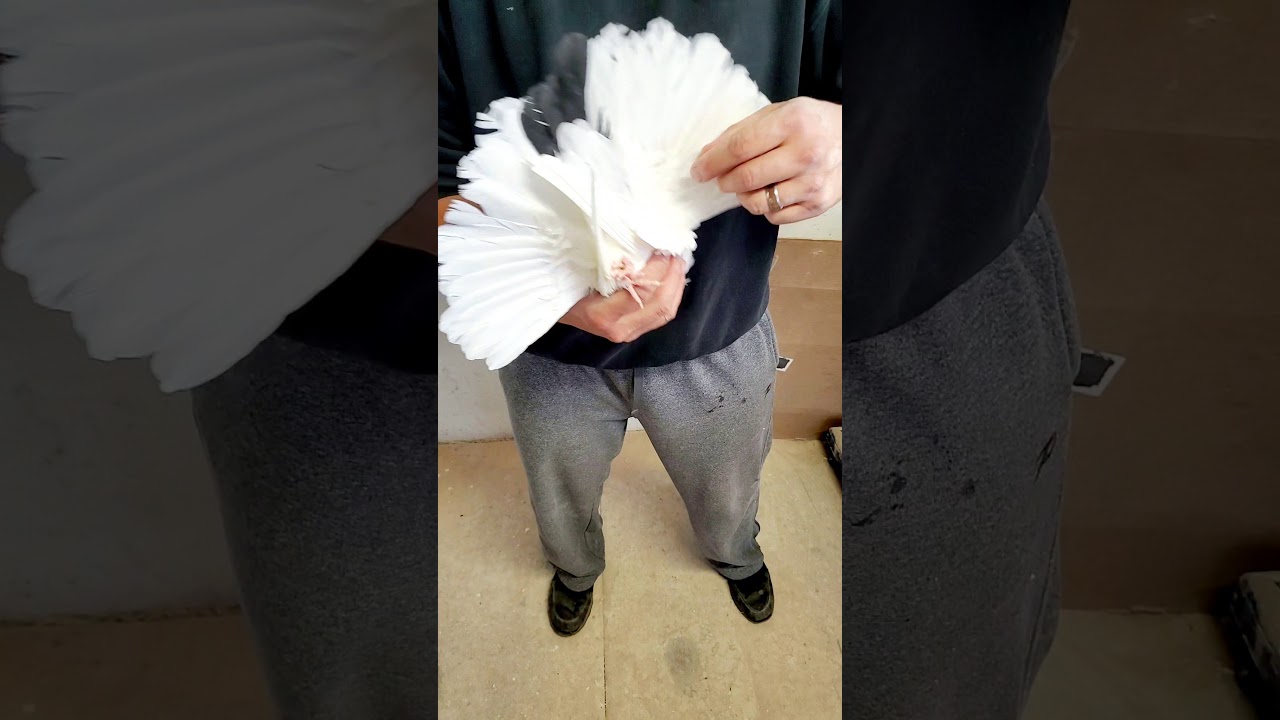 How to Lace an American Fantail by Huffman Lofts.